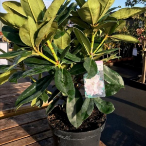 Rhododendron Hybrid 23cm