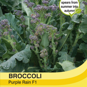 Broccoli Purple Rain F1