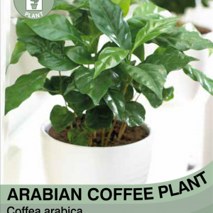 Arabian Coffee Plant