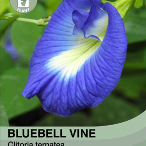 Bluebellvine