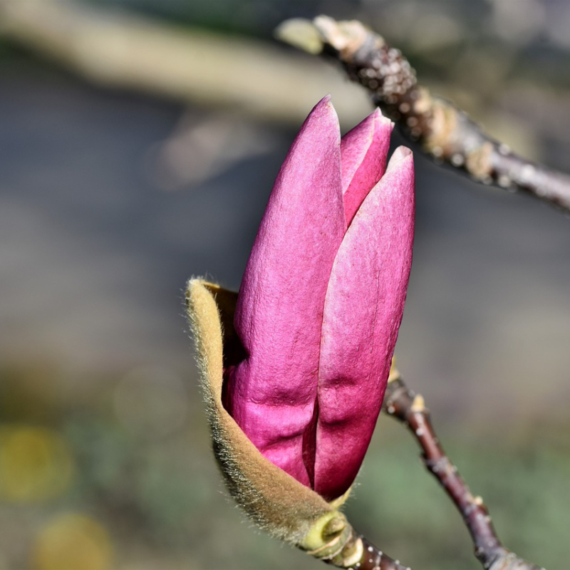 magnolia susan 10ltr