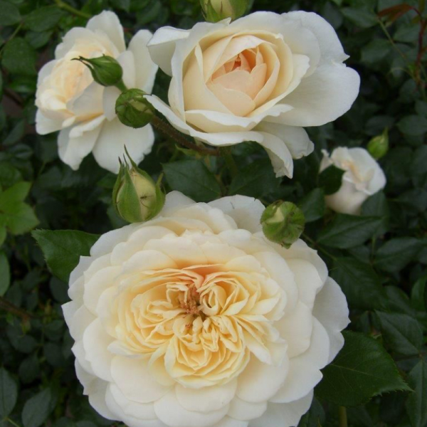Queen'S Jubilee Rose Rose