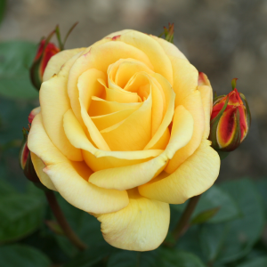 Golden Bouquet Gift Rose