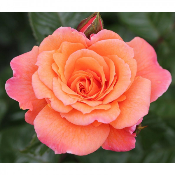 Climbing Rose Scent From Heaven 4L