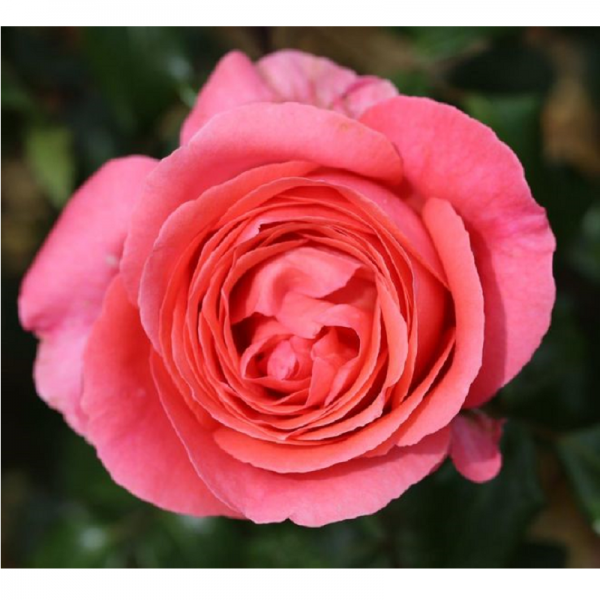 Climbing Rose Special Anniversary 4L