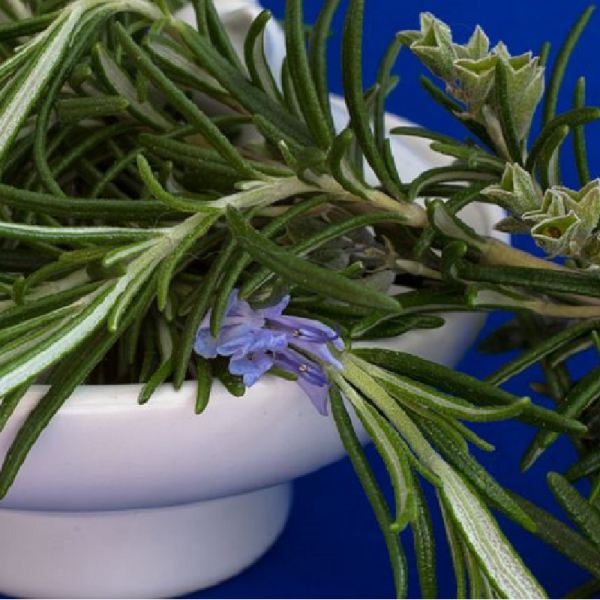 Rosemary Prostrate 1L