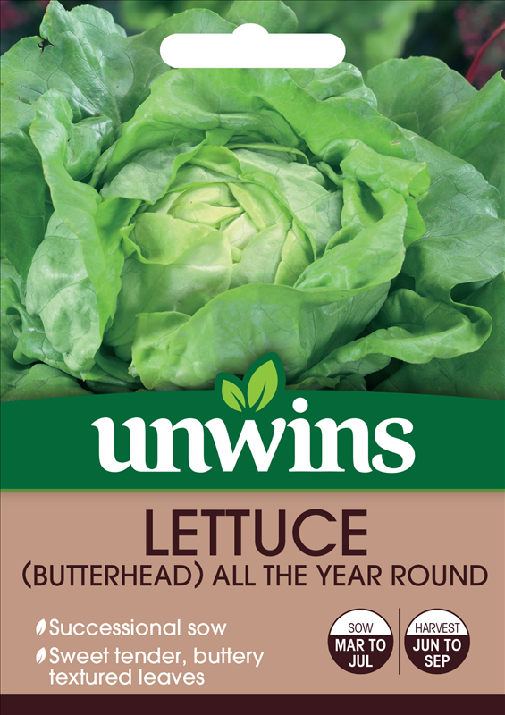 Lettuce (Butterhead)