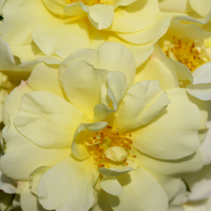 Flower Carpet Rose - Sunshine
