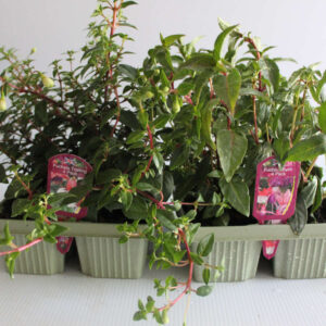 Fuchsia 4 pack - upright and trailing