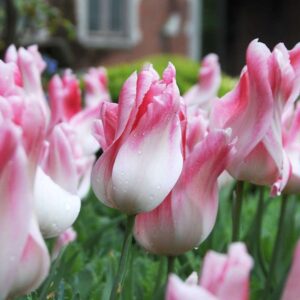 Tulip Holland Chic 12 Bulbs