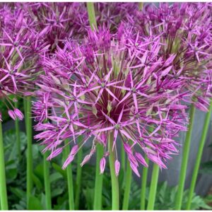 Allium Purple Rain 10 Bulbs