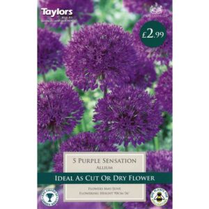 Allium Purple Sensation 5 Bulbs