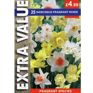 Narcissus Species Fragrant Mix 25 Bulbs