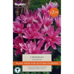Colchicum Water Lily 1 Bulb