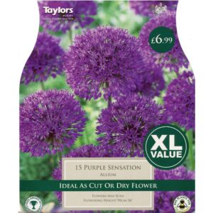 Allium Purple Sensation 15 Bulbs
