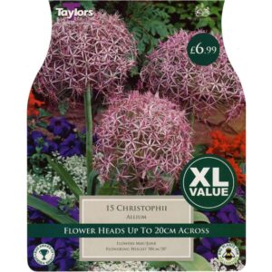 Allium Christophii 15 Bulbs