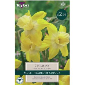Narcissus Hillstar 7 Bulbs