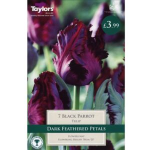 Tulip Black Parrot 7 Bulbs