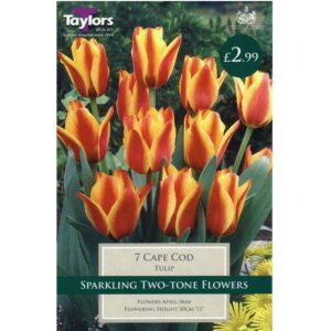 Tulip Cape Cod 7 Bulbs