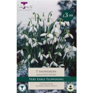 Galanthus Elwesii 7 Bulbs