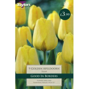 Tulip Golden Apeldoorn 9 Bulbs