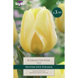 Tulip Cream Cocktail 8 Bulbs