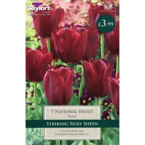 Tulip National Velvet 7 Bulbs