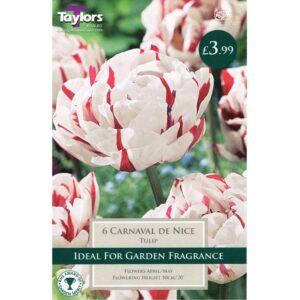 Tulip Carnaval De Nice 6 Bulbs