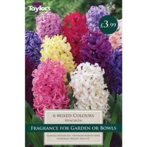 Hyacinth Mix 6 Bulbs
