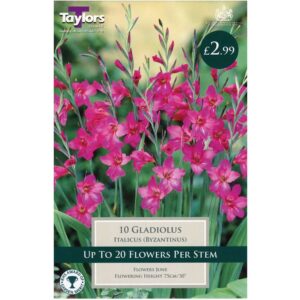 Gladiolus Italicus 10 Bulbs