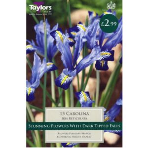 Iris Reticulata Carolina 15 Bulbs