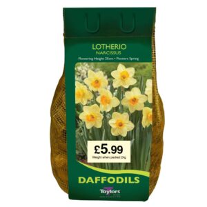 Narcissi Lotherio Carri-Pack