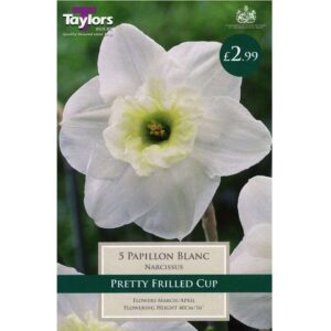 Narcissus Papillon Blanc 5 Bulbs