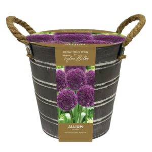 Outdoor Allium Bucket