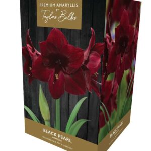 Amaryllis Black Pearl  Premium