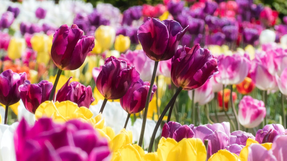 spring flowering bulbs