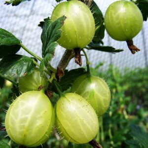 Gooseberry Invicta 3L