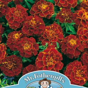 Marigold French Red