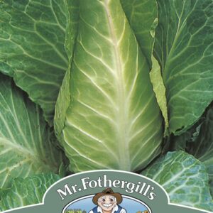 Cabbage Filderkraut