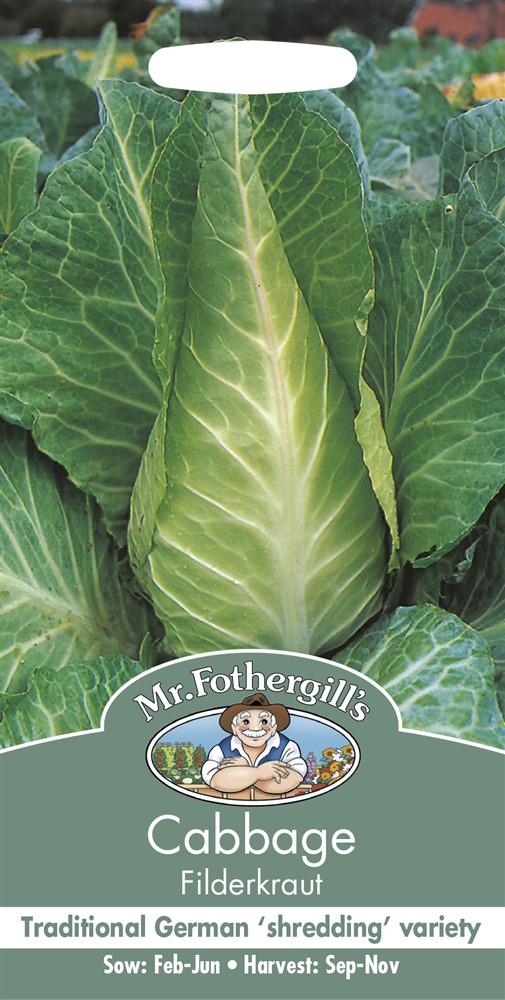 Cabbage Filderkraut