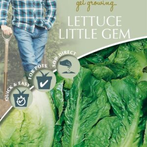 DD Lettuce Little Gem