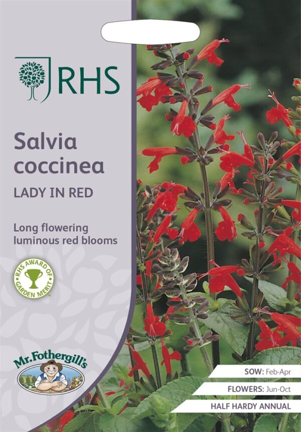 RHS Salvia Coccinea Lady