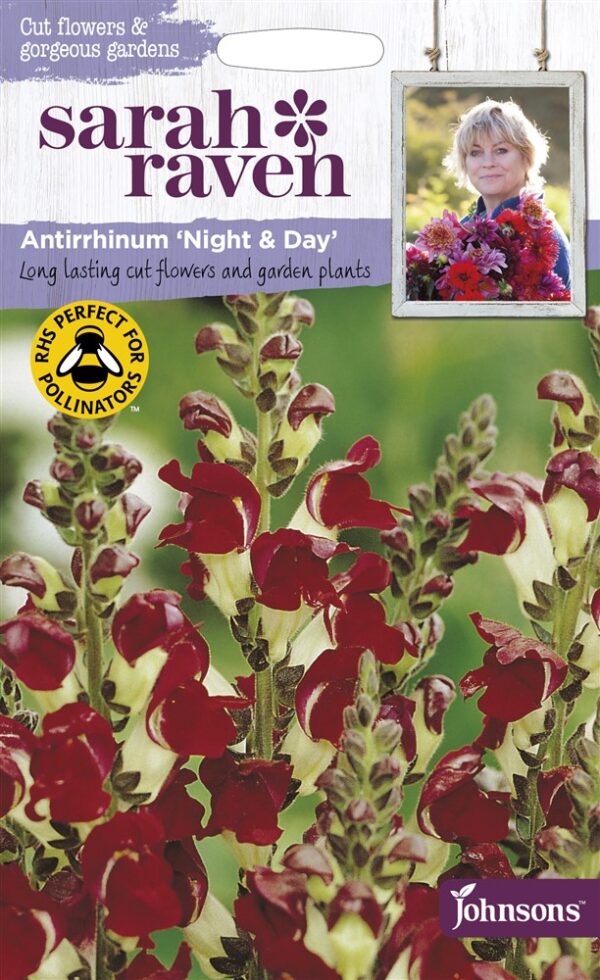 SR Antirrhinum Night & Day