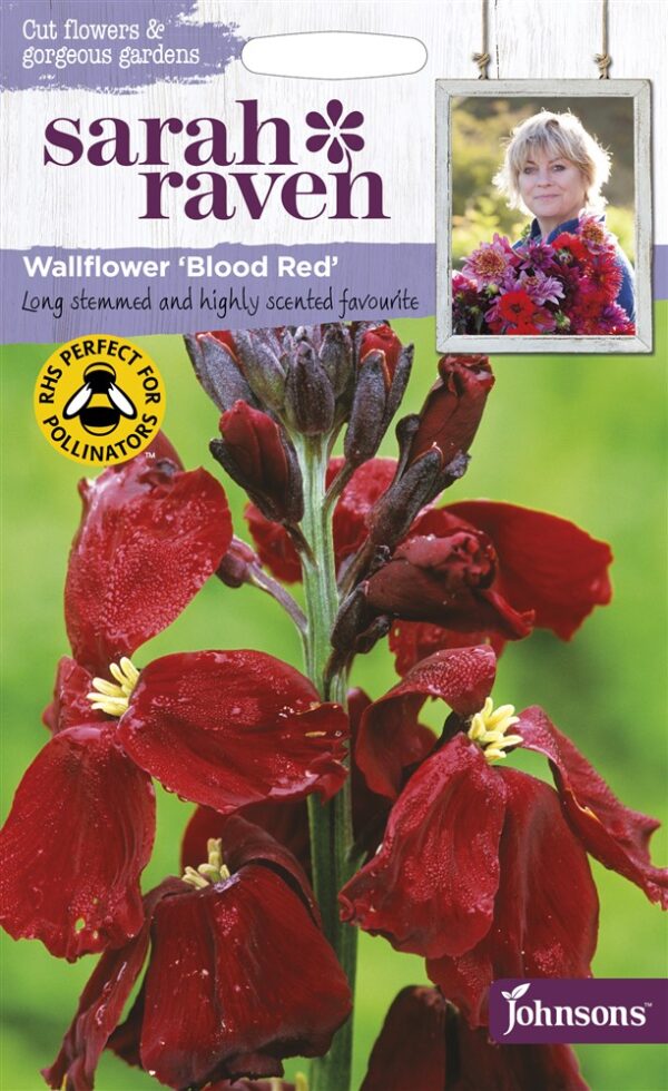 SR Wallflower Blood Red