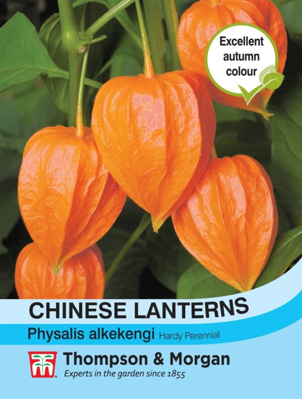 Chinese Lanterns Physalis