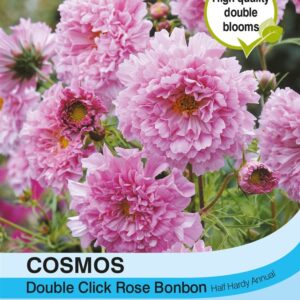 Cosmos Double Click Rose