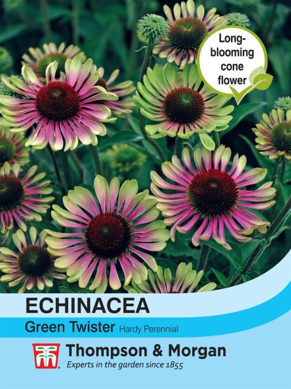 Echinacea Green Twister