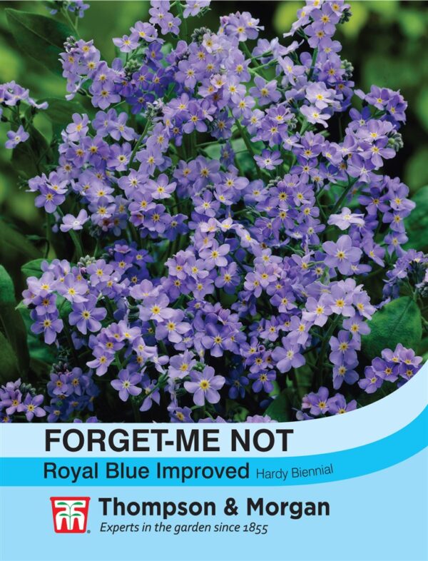 Forget-me-not Royal Blue