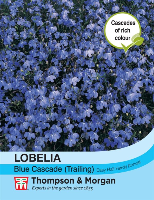 Lobelia (Trailing) Blue