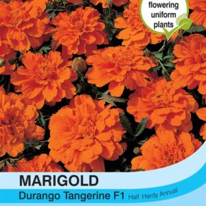 Marigold Durango Tangerine